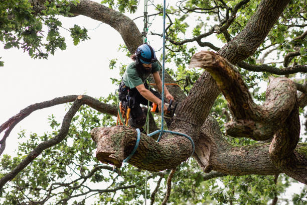 Best Hedge Trimming  in Anson, TX