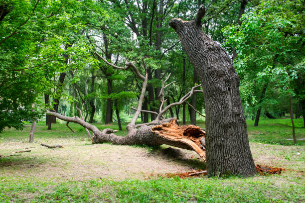 Best Tree Trimming and Pruning  in Anson, TX