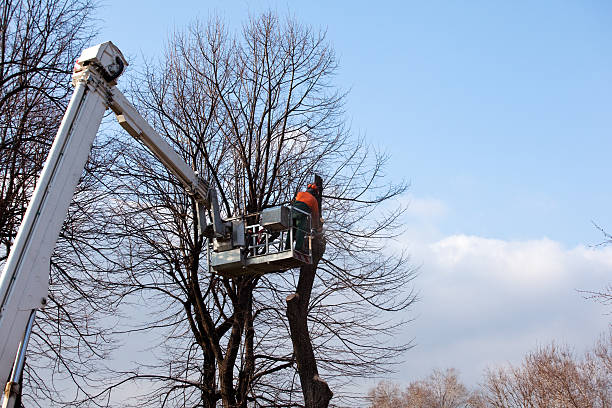 Tree and Shrub Care in Anson, TX